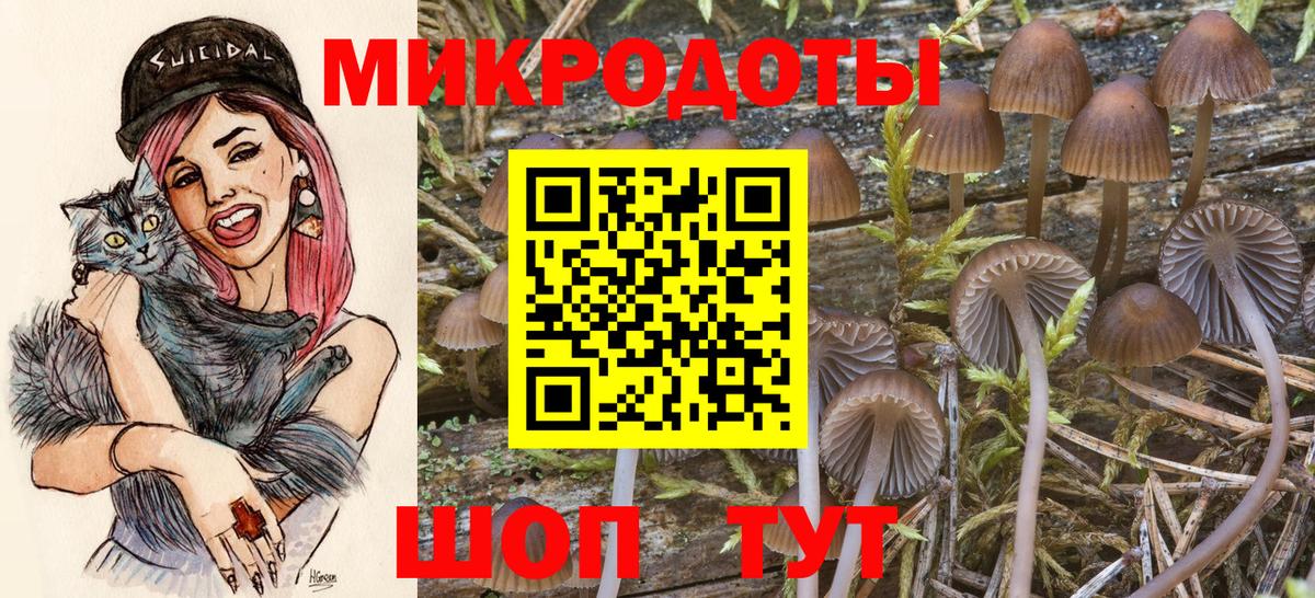 Псилоцибиновые грибы Psilocybe Бугуруслан
